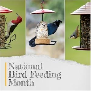National Bird Feeding Month